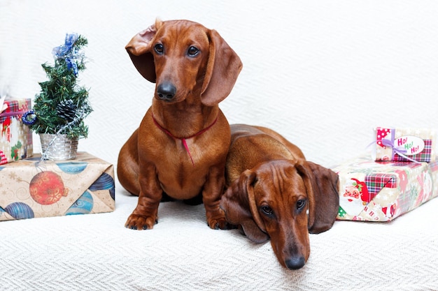 Neujahr Weihnachten gekleideter Hund