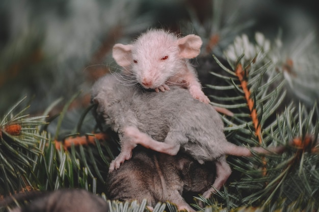 Neujahrsfoto von kleinen kurvigen Ratten