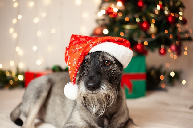 Neujahrskonzept, Weihnachten. Lustiger Hund mit einem Bart in einem Weihnachtsmannhut auf dem Hintergrund von Girlanden und einem Weihnachtsbaum.