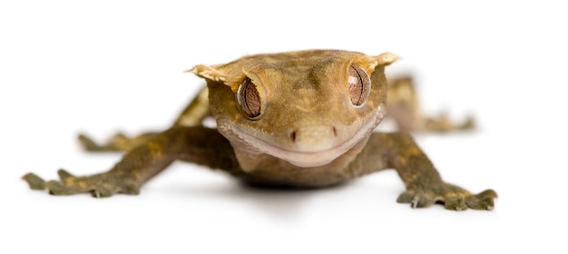 Neukaledonischer Gecko mit Haube - Rhacodactylus ciliatus