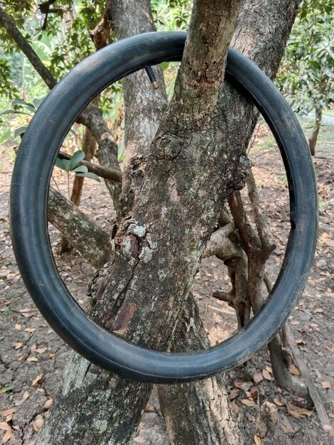 neumático de bicicleta colgado en el signo y símbolo de la infancia de la rama