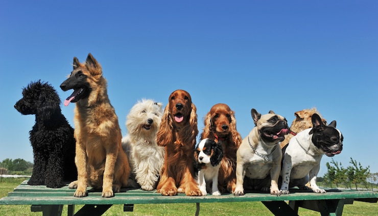 Foto neun hunde