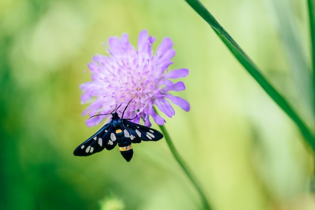 Neunfleckmotte, die auf der rosa Blume sitzt