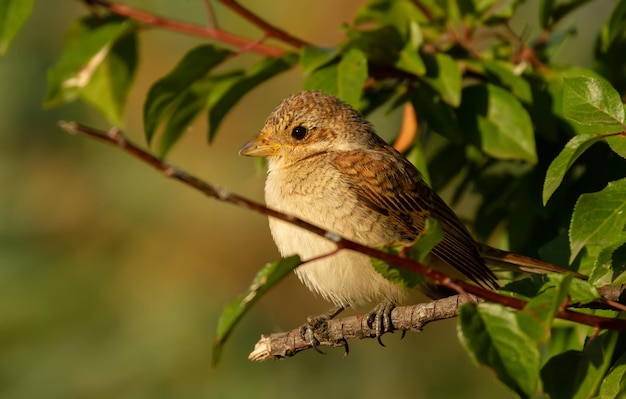 Neuntöter Lanius collurio Am frühen Morgen sitzt ein Jungvogel auf einem Ast