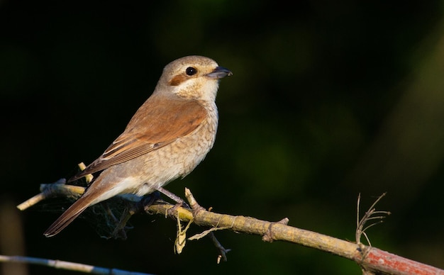 Neuntöter lanius collurio Der Vogel sitzt auf einem alten Ast Weibchen hautnah