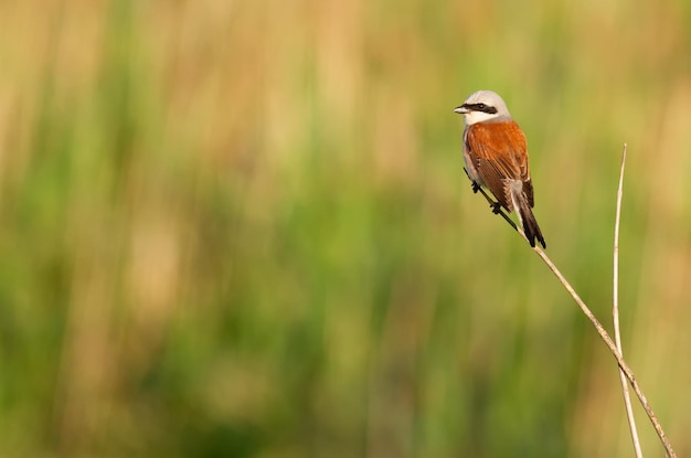 Neuntöter Lanius collurio Ein erwachsener männlicher Vogel sitzt auf einem Rohrhalm am Flussufer