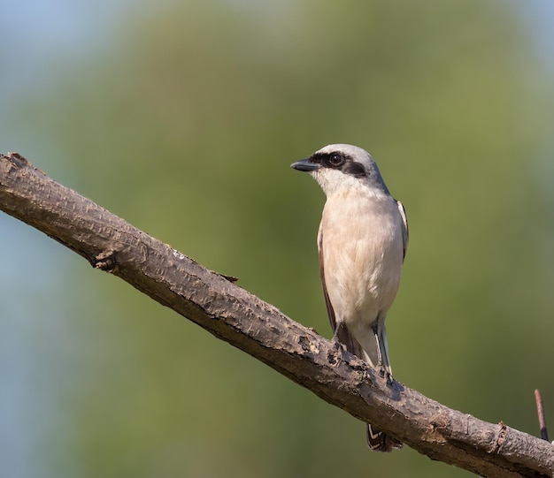 Neuntöter Lanius collurio Ein Vogel, der auf einem Ast vor einem wunderschönen Hintergrund sitzt