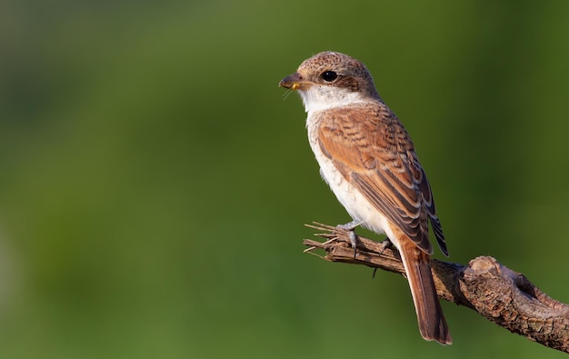 Neuntöter Lanius collurio Ein Vogel sitzt auf einem alten gebrochenen Ast Schöner grüner Hintergrund angenehmes Bokeh