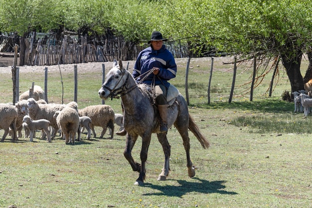 Neuquen, Argentina, 21 de novembro de 2021; Gaúcho argentino pastoreando ovelhas na Patagônia Argentina.