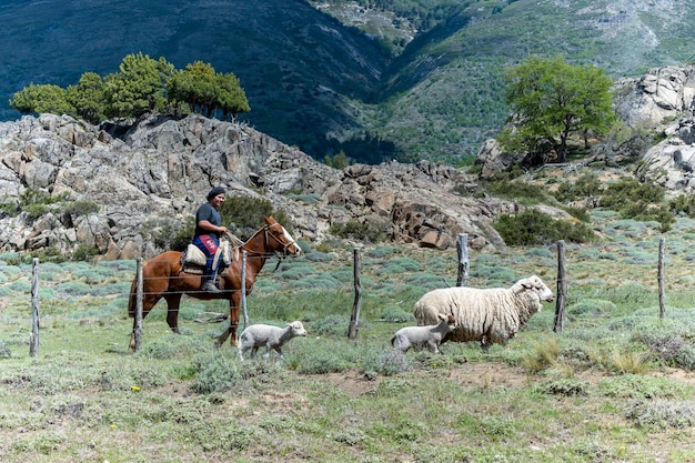 Neuquen, Argentina, 21 de novembro de 2021; Gaúcho argentino pastoreando ovelhas na Patagônia Argentina.