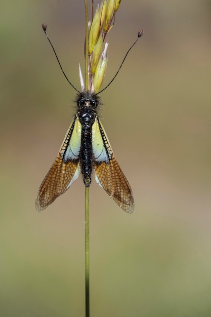 Neuroptera sind eine Ordnung endopterygotischer Insekten