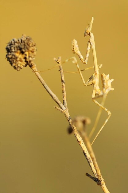 Neuroptera sind eine Ordnung endopterygotischer Insekten