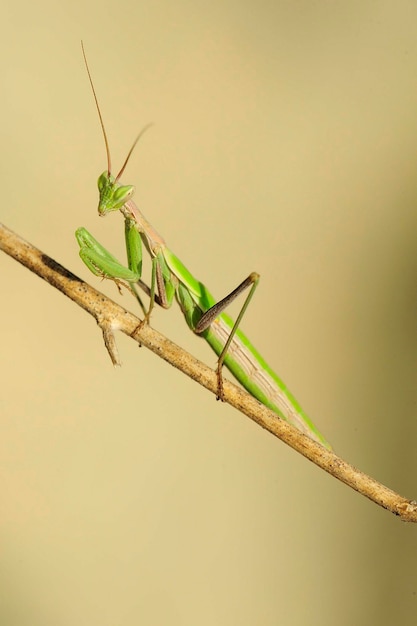 Neuroptera sind eine Ordnung endopterygotischer Insekten