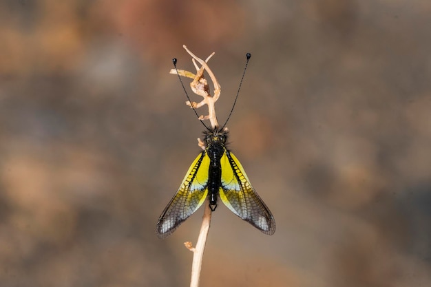 Los neurópteros son un orden de insectos endopterigóticos