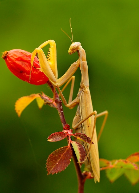 Los neurópteros son un orden de insectos endopterigóticos