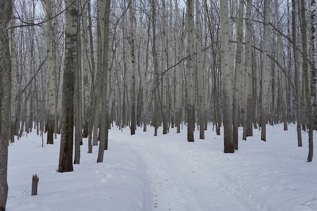 Neuschnee auf Baum im Wald am Wintertag