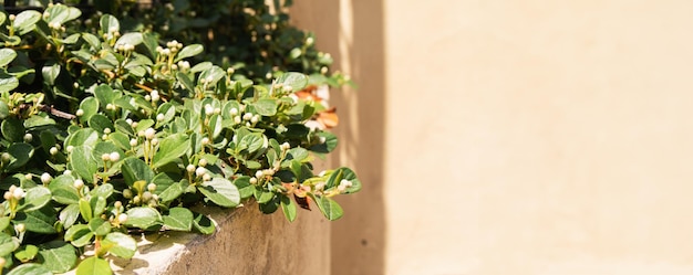 Neutrales beiges Betonblumenbeet mit grünen Pflanzen Sommer heißer sonniger Tag Kopierraumhintergrund