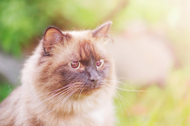 Neva masquerade cat contra el fondo de la naturaleza Retrato de un punto de color de gato