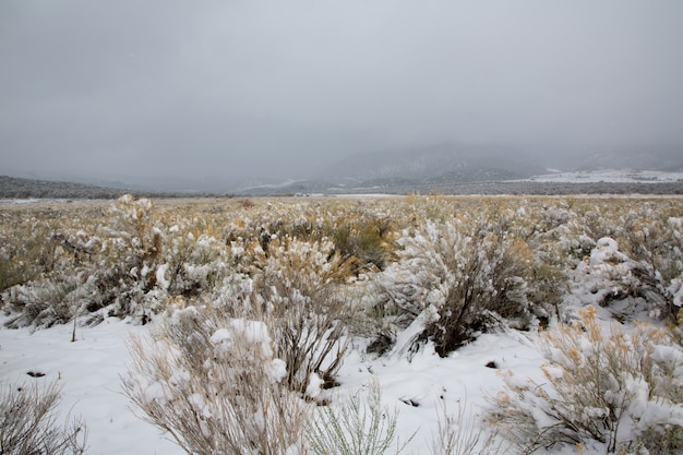 Nevada, eua, primavera, neve, em, a, montanhas