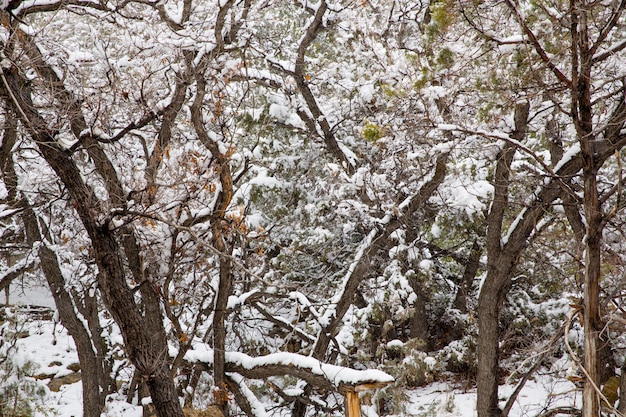 Nevada USA primavera nieve en los árboles