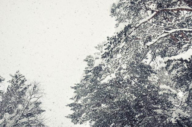 Nevadas en el bosque de invierno. Filtro vintage