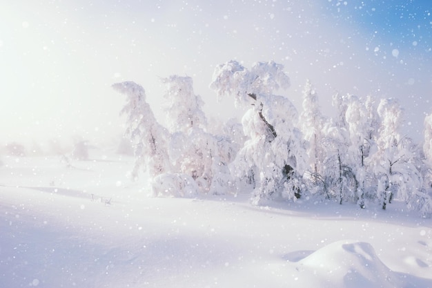 Nevadas en el bosque de invierno. Hermoso paisaje de invierno