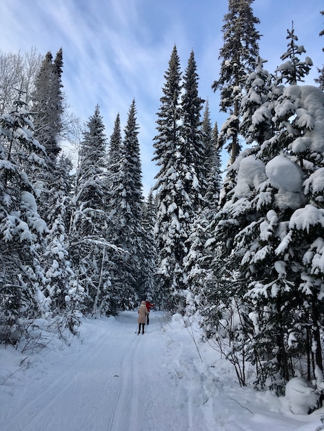 Nevadas en el bosque de montaña con abetos, abetos y abedules cubiertos de nieve. Ventisqueros en la ladera de la colina. Paisaje de invierno - fondo nevado con espacio para texto. Concepto de viaje y descanso de invierno