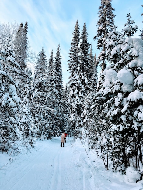 Nevadas en el bosque de montaña con abetos, abetos y abedules cubiertos de nieve. Ventisqueros en la ladera de la colina. Paisaje de invierno - fondo nevado con espacio para texto. Concepto de viaje y descanso de invierno