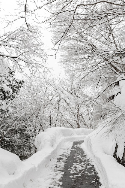 Nevadas con bosque