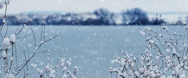 Nevadas cerca del río Ramas cubiertas de nieve de arbustos cerca del río en invierno durante una nevada