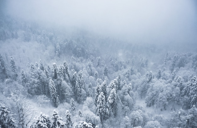 Nevadas en invierno en las montañas. Bosque de montaña cubierto de nieve en la niebla.