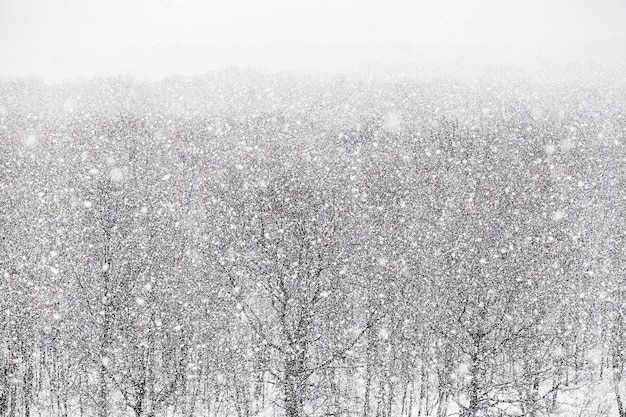 Nevadas sobre el bosque en día de invierno