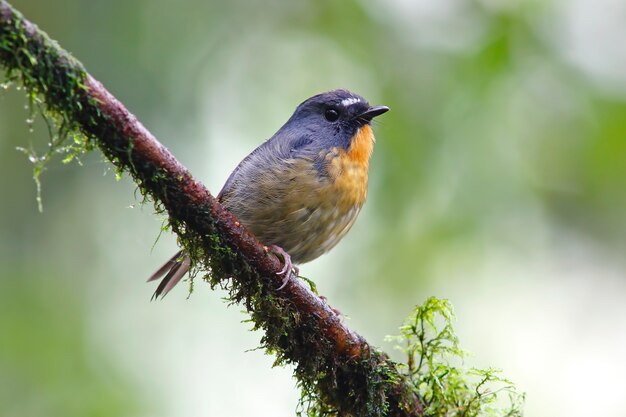 Nevado sobrancelhudo Flycatcher Ficedula hyperythra Belo macho aves da Tailândia