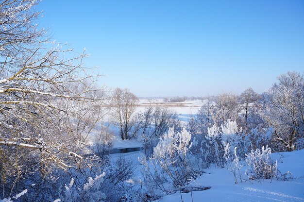 Foto nevascas no campo árvores com geada na margem de um rio de inverno