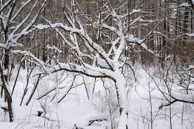 Neve branca em galhos de árvores nuas em um dia de inverno gelado de perto Fundo natural Fundo botânico seletivo Foto de alta qualidade