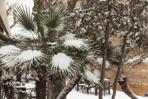 Neve branca em galhos de árvores nuas em um dia de inverno gelado de perto Fundo natural Fundo botânico seletivo Foto de alta qualidade