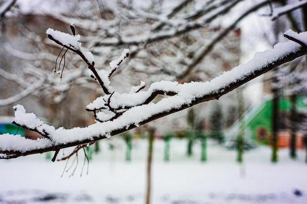 Neve branca em galhos de árvores nuas em um dia de inverno gelado próximo Fundo natural Fundo botânico seletivo