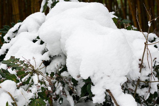 Neve branca em galhos de árvores nuas em um dia de inverno gelado próximo Fundo natural Fundo botânico seletivo