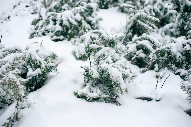 Neve branca em galhos de árvores nuas em um dia gelado de inverno, close-up. Fundo botânico seletivo