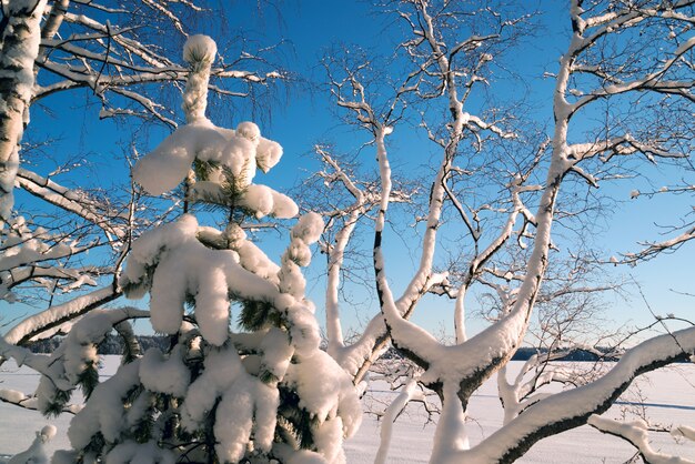 Neve branca fofa nas árvores na floresta