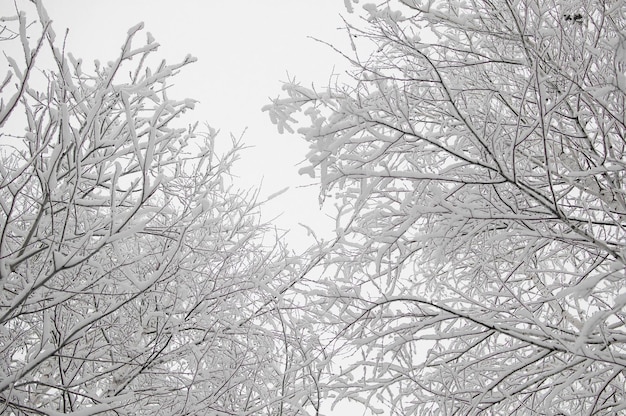 Neve caindo da árvore Paisagem de inverno Galho de árvore coberto de neve contra o céu Foco seletivo e profundidade de campo rasa Plantas congeladas A beleza está na natureza