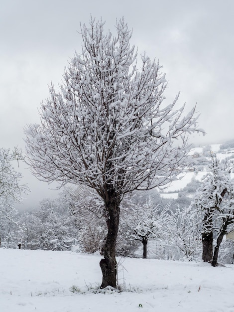 Neve caindo das árvores em uma floresta no inverno após a cena da tempestade de neve