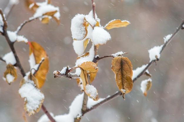 Neve cobrindo folhas na árvore