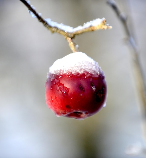 neve congelada em uma maçã na imagem do pomar de