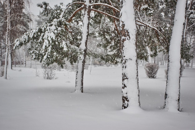 Neve da floresta de inverno Pinheiros cobertos de neve na neve uma bela paisagem de inverno