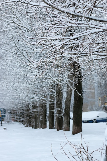 Neve de inverno em galho de árvore