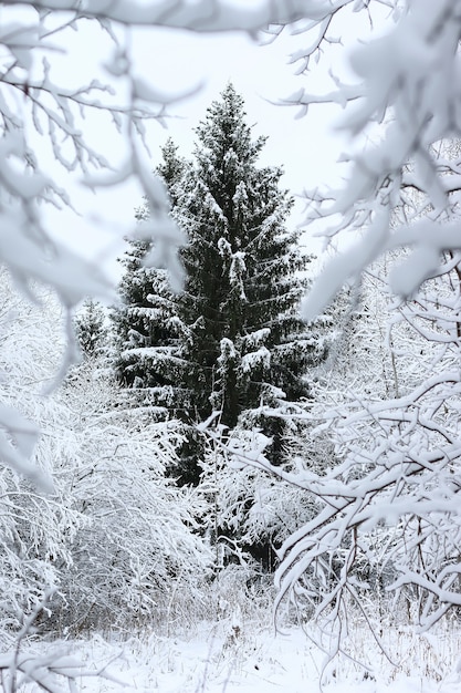 Neve de inverno em pinheiro