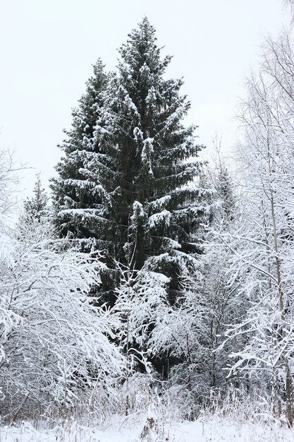 Neve de inverno em pinheiro