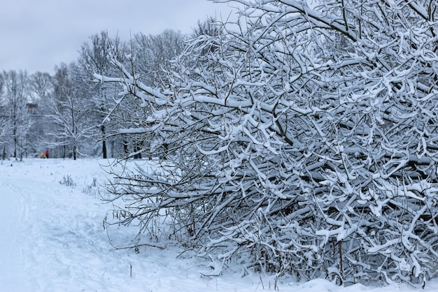 Neve de inverno na árvore PARK