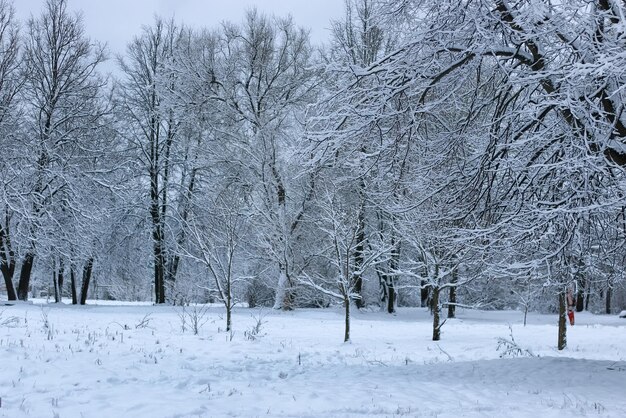 Neve de inverno na árvore PARK